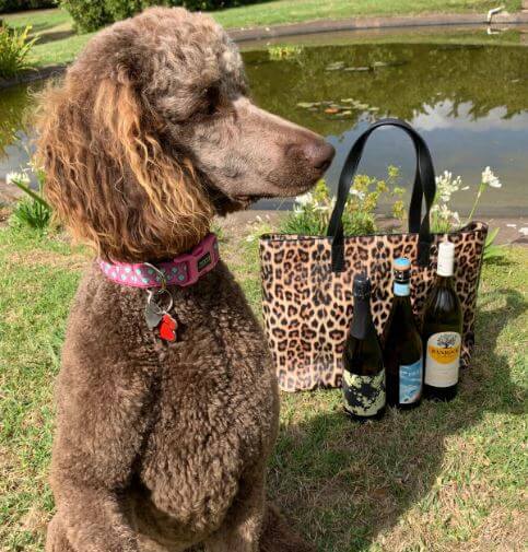 Pamper your pooch with a Cool Clutch